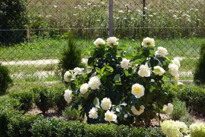 Chopin hibridna čajna ruža sa šimširom