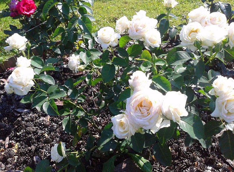 Chopin hibridna čajna ruža