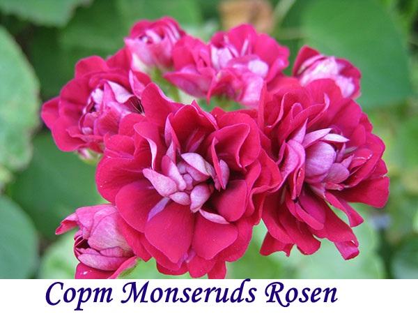 Sorta Monseruds Rosen