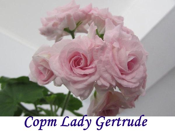 Variatie Lady Gertrude