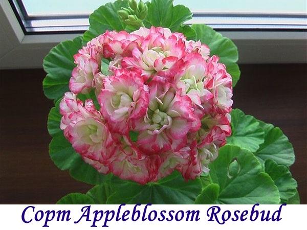 Appleblossom Rosebud sorta