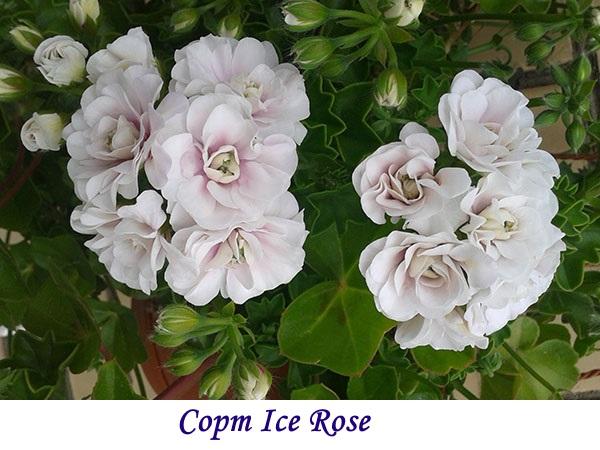 Sorta Ice Rose