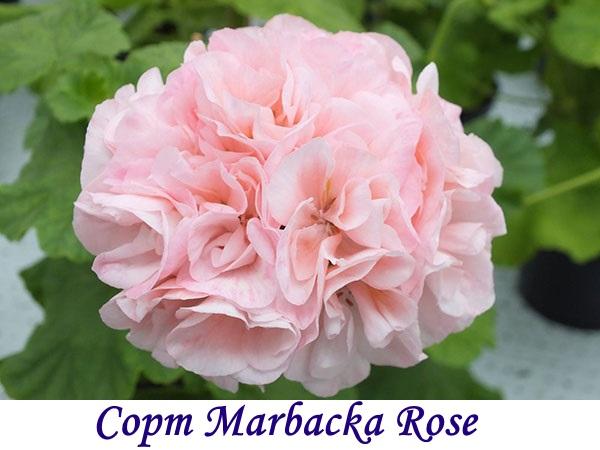 Sorta Marbacka Rose