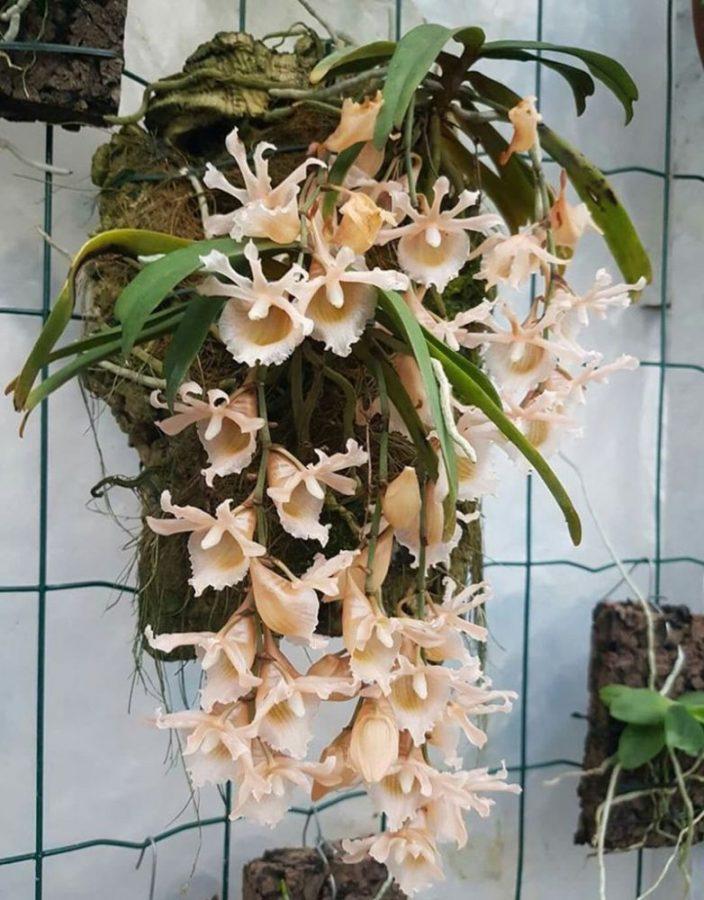 indoor epifyten orchideeën