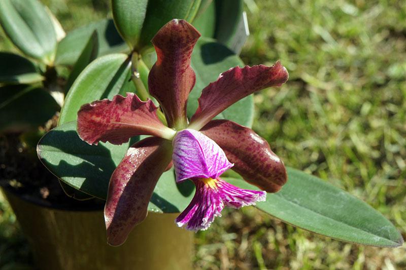 orchidee Cattleya