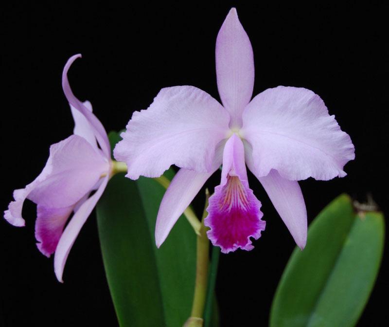 triana orchidee