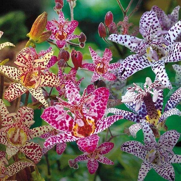 vrtna orhideja tricirtis