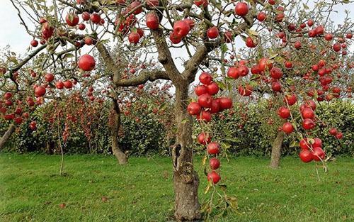 Gelijktijdig rijpen van appels