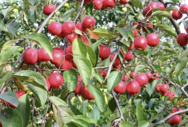 plodovi jabuke nedzvetsky