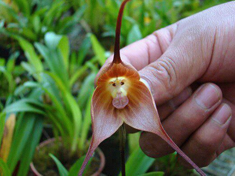 dracula orchidee