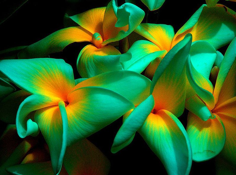ongebruikelijke bloemen met een verbazingwekkende vorm
