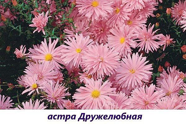 aster friendly