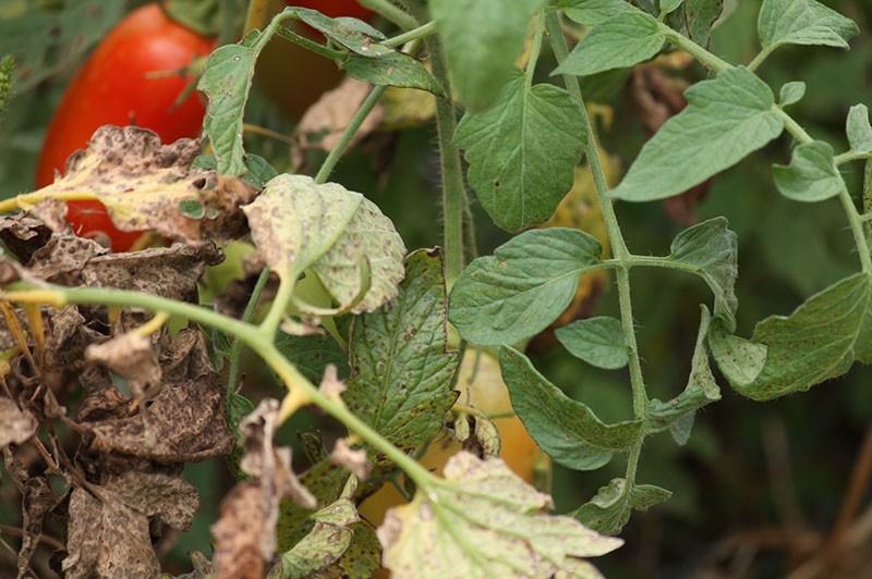 Gljivične i virusne bolesti rajčice u stakleniku i njihovo liječenje