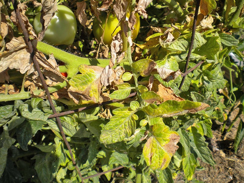 fusarium rajčica