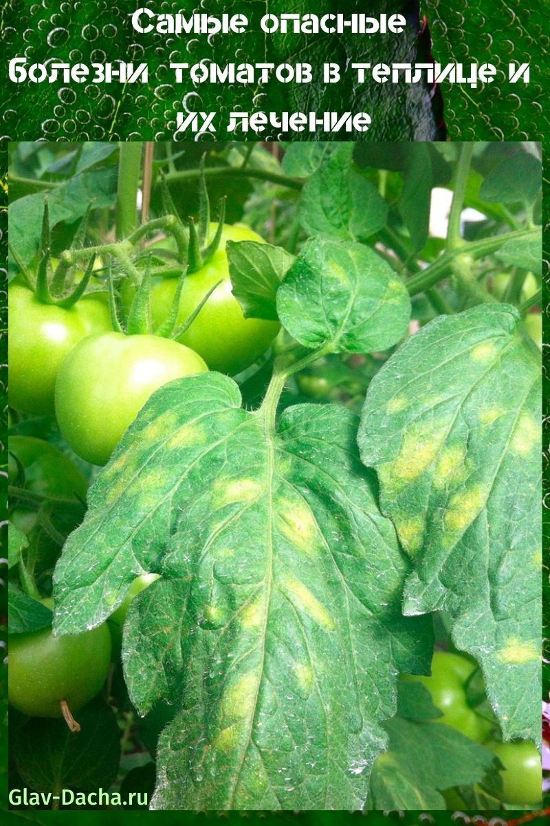 bolesti rajčice u stakleniku i njihovo liječenje
