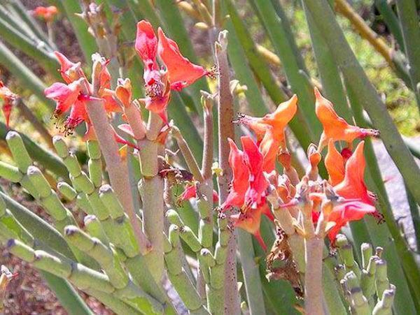 cvjetnica pedilanthus krupnoplodna