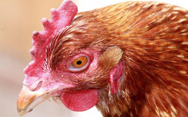 niet-overdraagbare ziekten bij kippen