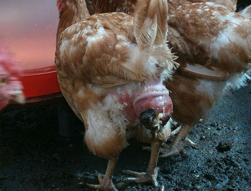 ziekten van kippen salpingitis