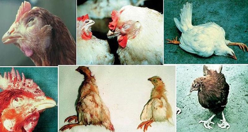 infectieziekten van kippen