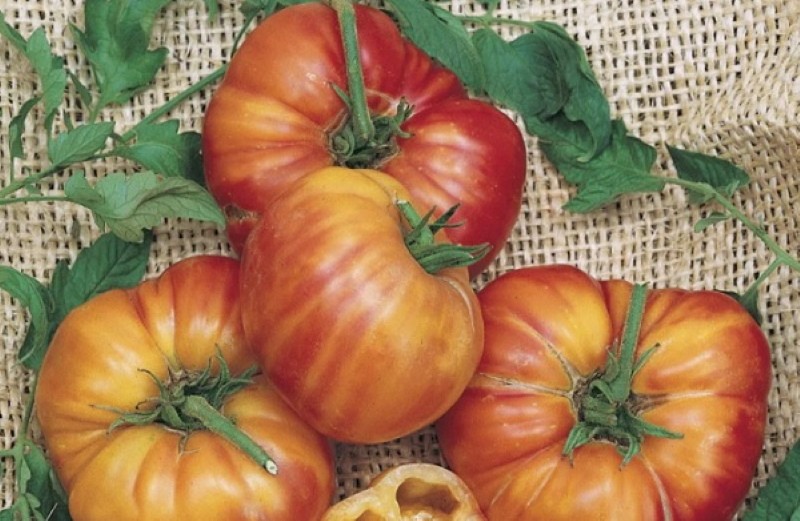 prednosti i nedostaci grejpa od rajčice