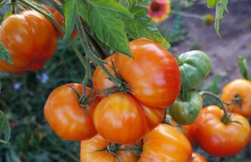tomatenvariëteit grapefruit