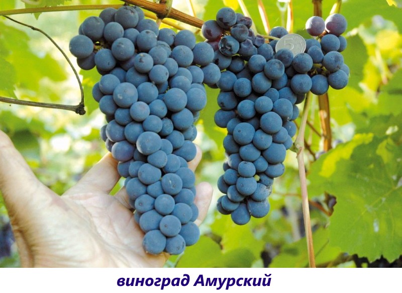 Amurska sorta grožđa