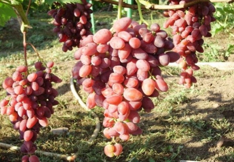 nepokriveno grožđe za sorte moskovske regije