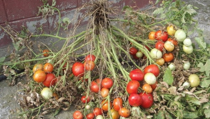voor- en nadelen van tomaat Mongoolse dwerg