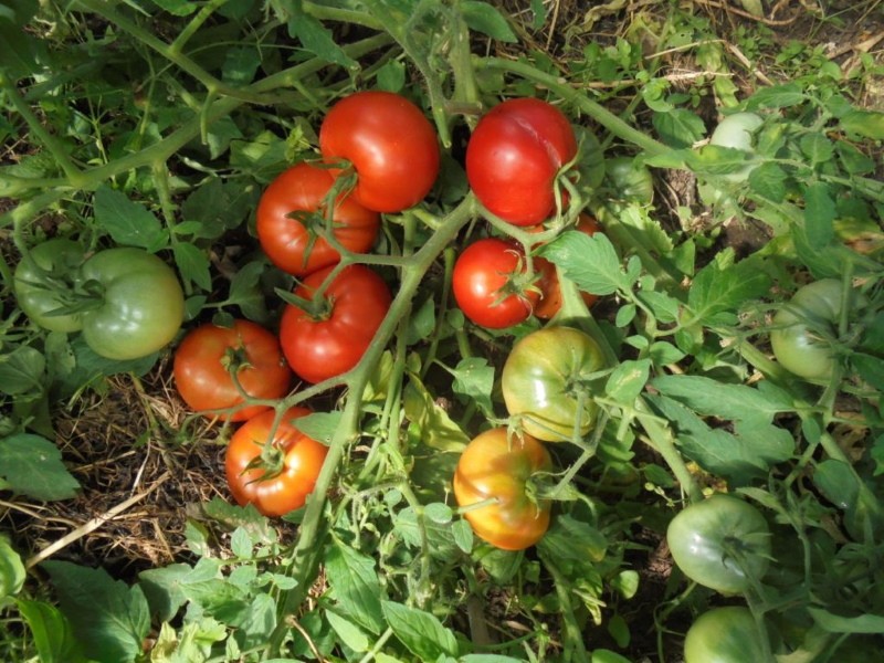 tomatensoort Mongoolse dwerg