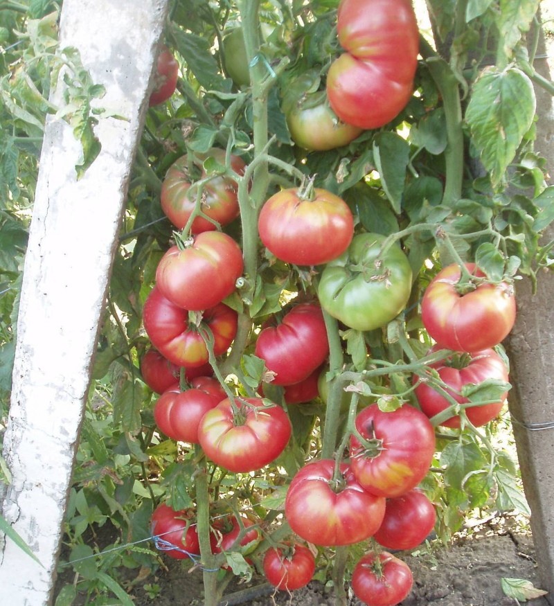 Korneevsky tomatenstruik
