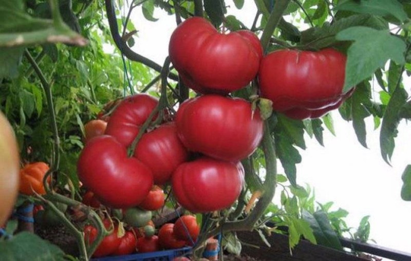 tomaat korneevsky roze