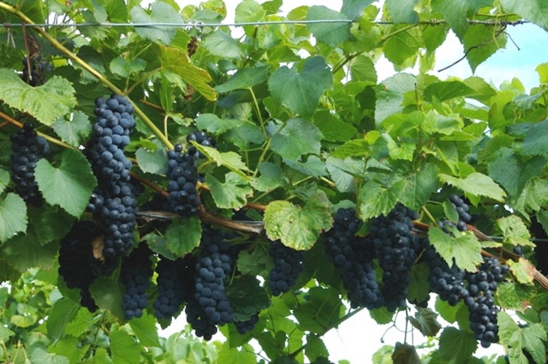 Voor- en nadelen van Veliant-druiven