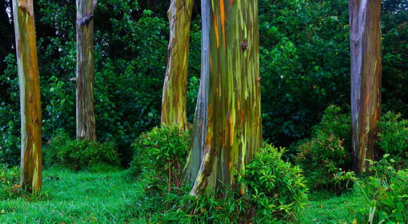 gdje se koristi dugi eukaliptus