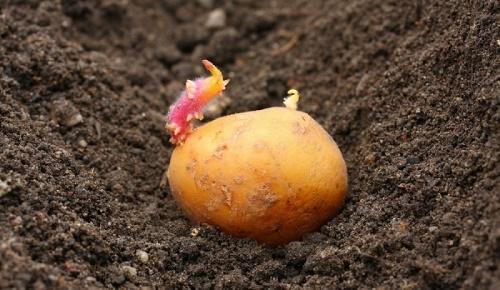 kada saditi krumpir