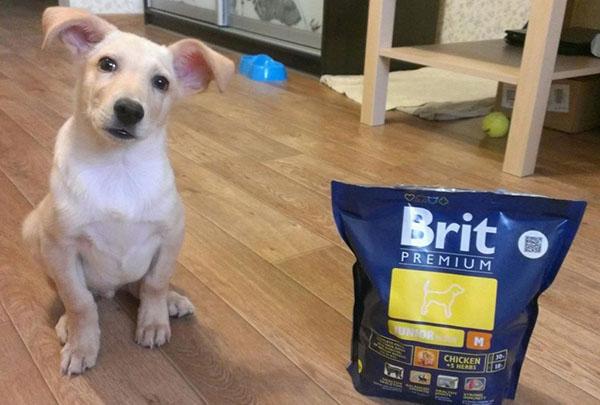 hrana za pse brit premium