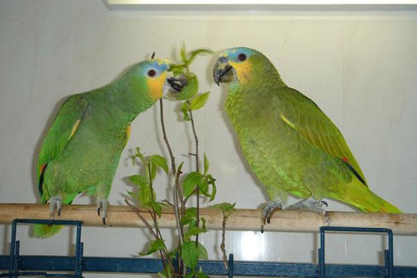 takjesvoer voor papegaaien