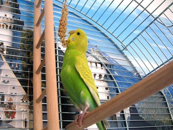 vitaminesticks voor papegaaien