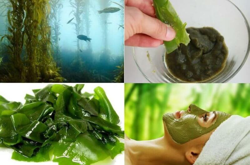 korisna svojstva alge