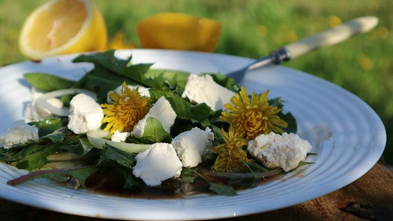 cvjetna salata od maslačka