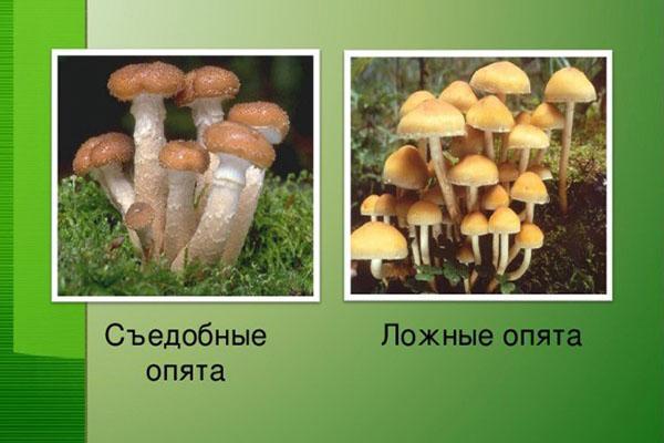 razlikovati gljive