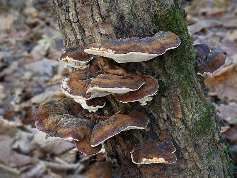 oneetbare paddenstoelen die aan bomen groeien