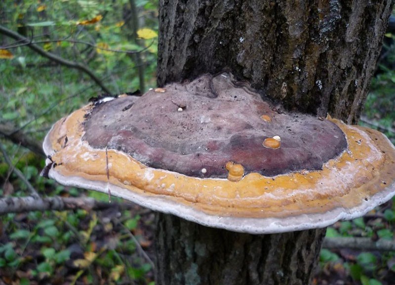 geneeskrachtige paddenstoelen die aan bomen groeien