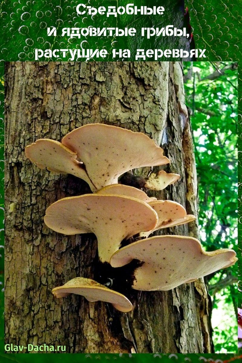 paddenstoelen die aan bomen groeien