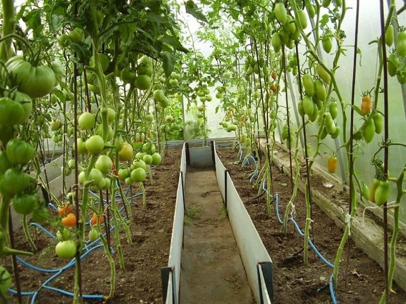 watergeefsysteem tomaat