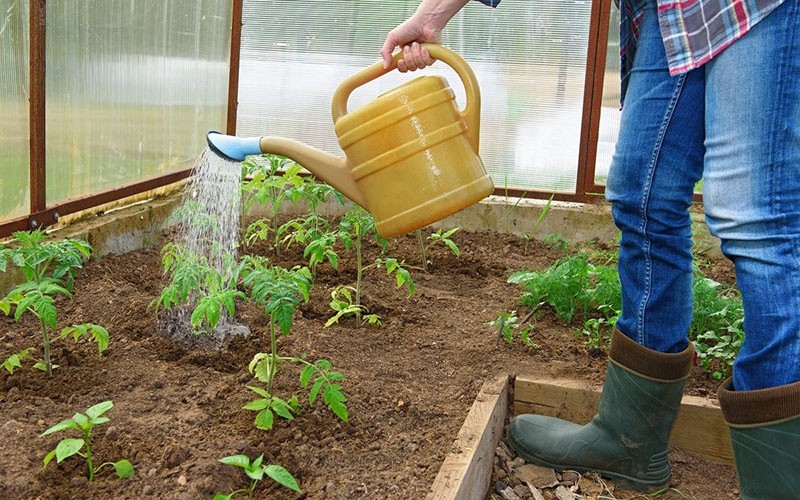 Tomaten water geven na het verplanten
