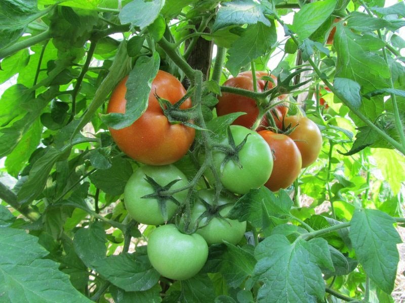 uzgoj rajčice Predsjednik