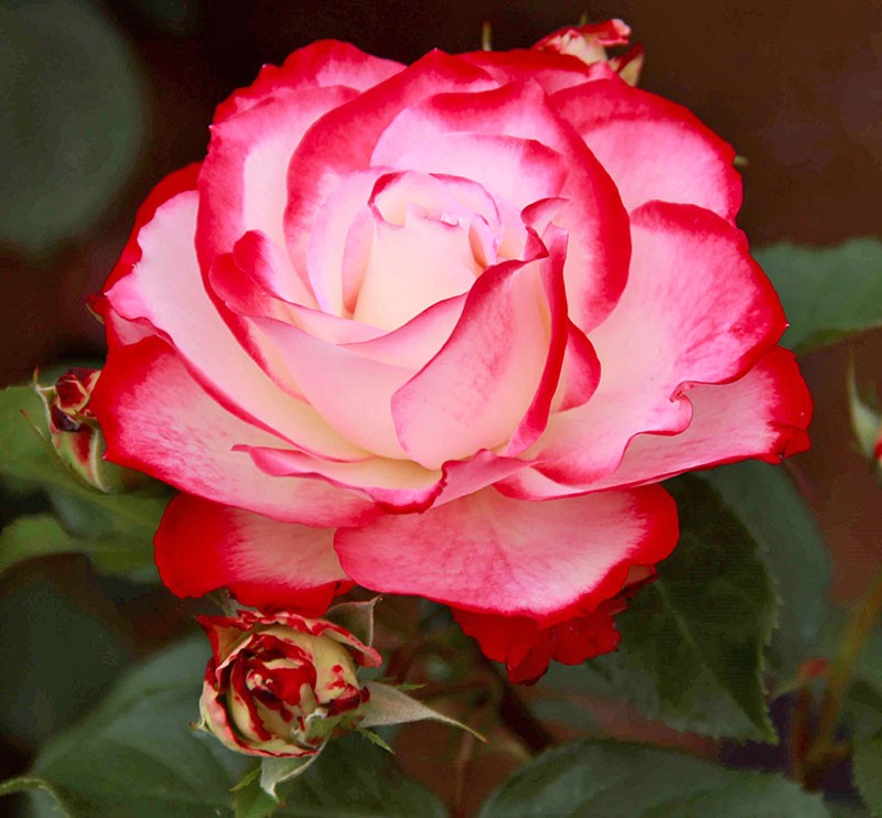 izvorna godišnjica ruže princ monaka