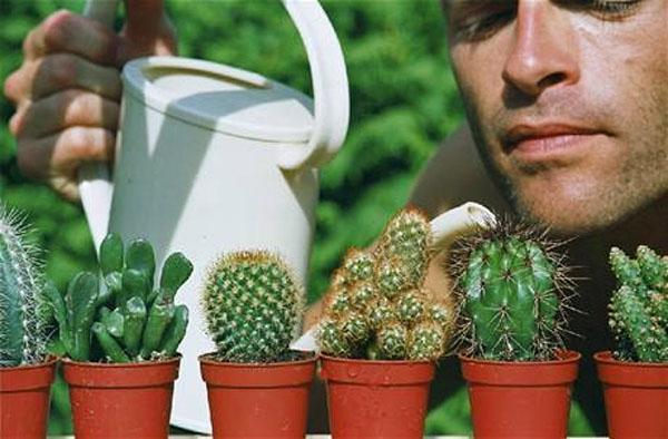 cactus verzorging