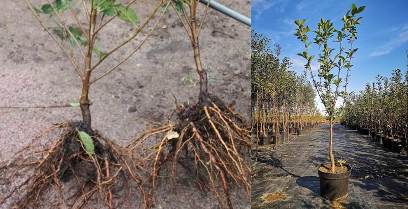 sadnice trešnje s otvorenim i zatvorenim korijenovim sustavom