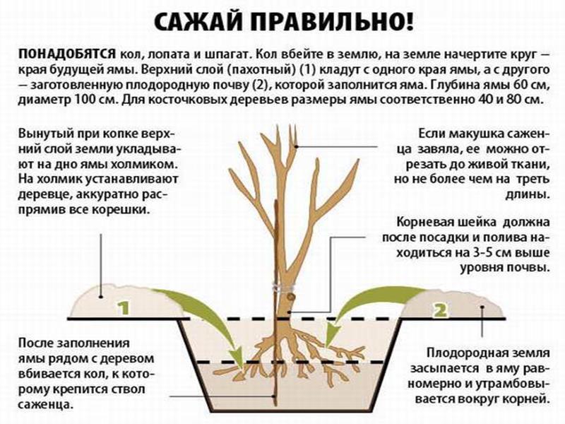 pravila za sadnju sadnica